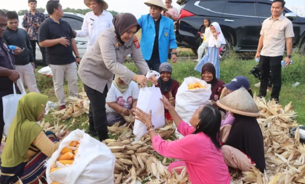 Polresta Cirebon Laksanakan Panen Jagung Ketahanan Pangan.(Istimewa)