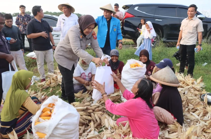 Polresta Cirebon Panen Jagung untuk Ketahanan Pangan di Desa Cilukrak